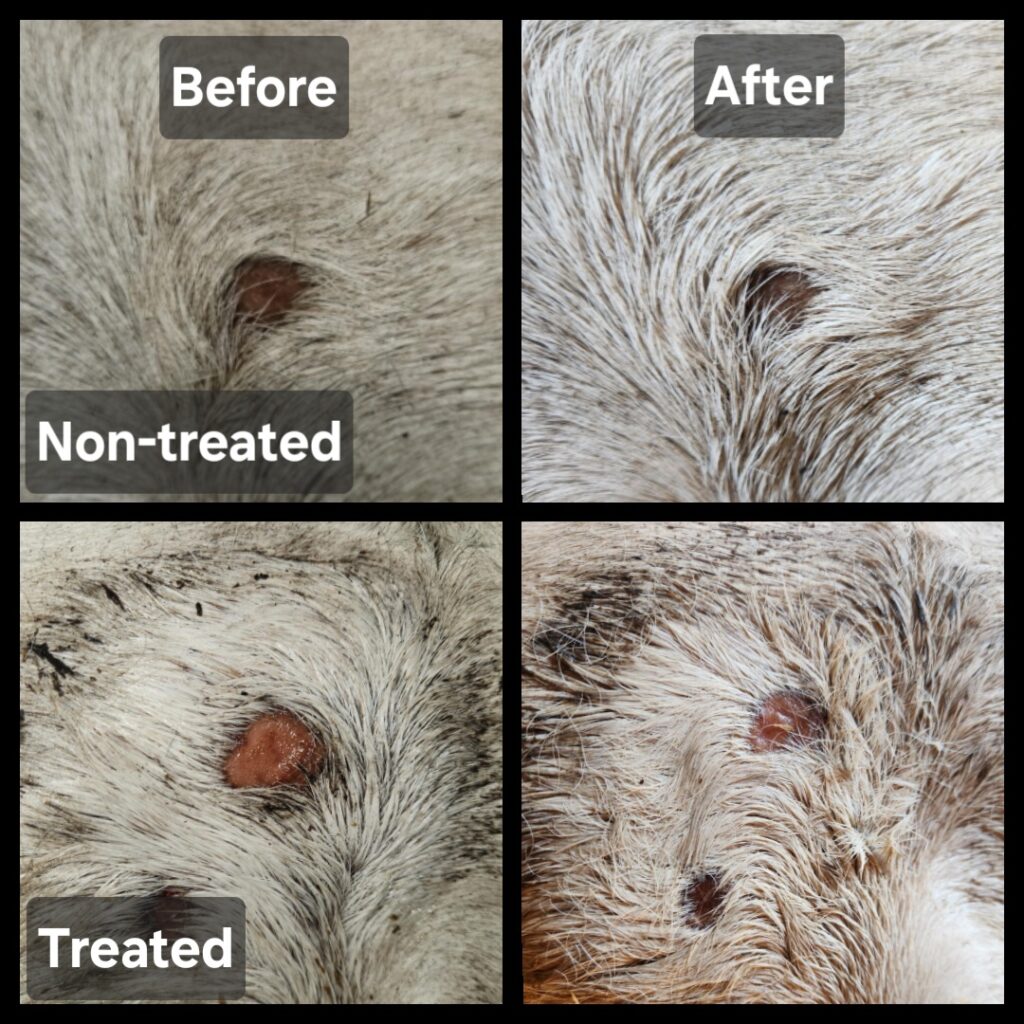 Horse wound healing